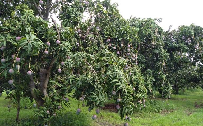 PRODUCTORES DE MANGO PARALIZAN EMPACADORAS POR RIDÍCULO PRECIO EN EL PRODUCTO